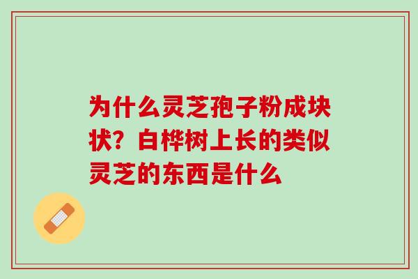 为什么灵芝孢子粉成块状？白桦树上长的类似灵芝的东西是什么