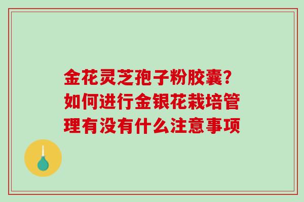 金花灵芝孢子粉胶囊？如何进行金银花栽培管理有没有什么注意事项