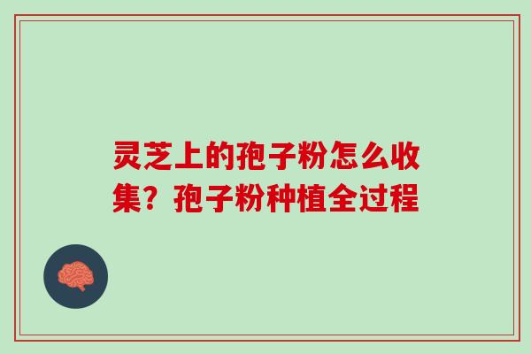 灵芝上的孢子粉怎么收集?孢子粉种植全过程 灵芝上的孢子粉怎么收集?孢子粉种植全过程