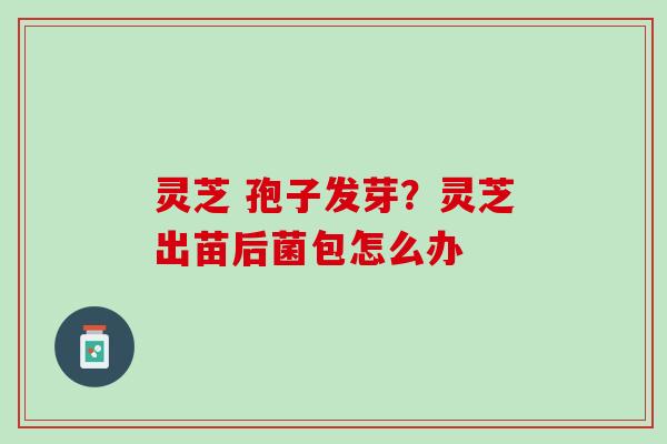 灵芝 孢子发芽？灵芝出苗后菌包怎么办