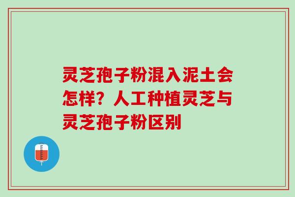灵芝孢子粉混入泥土会怎样？人工种植灵芝与灵芝孢子粉区别