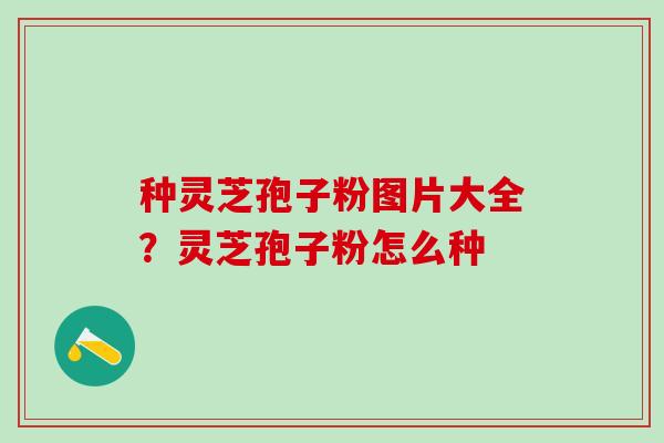 种灵芝孢子粉图片大全?灵芝孢子粉怎么种 种灵芝孢子粉图片大全?灵芝孢子粉怎么种