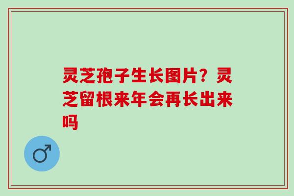灵芝孢子生长图片？灵芝留根来年会再长出来吗