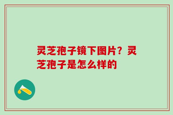 灵芝孢子镜下图片？灵芝孢子是怎么样的