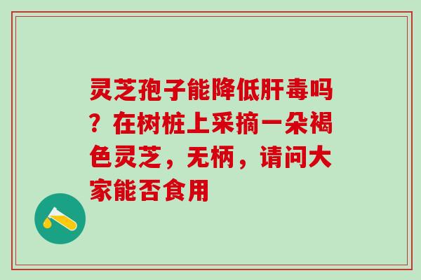 灵芝孢子能降低毒吗？在树桩上采摘一朵褐色灵芝，无柄，请问大家能否食用