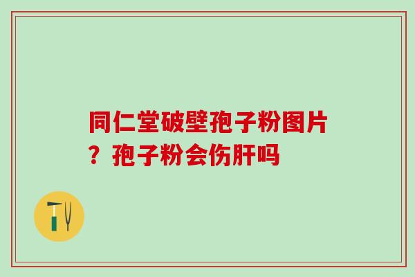 同仁堂破壁孢子粉图片？孢子粉会伤肝吗