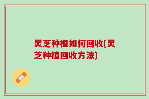 灵芝种植如何回收(灵芝种植回收方法)