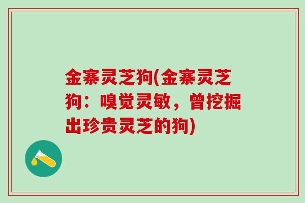 金寨灵芝狗(金寨灵芝狗：嗅觉灵敏，曾挖掘出珍贵灵芝的狗)