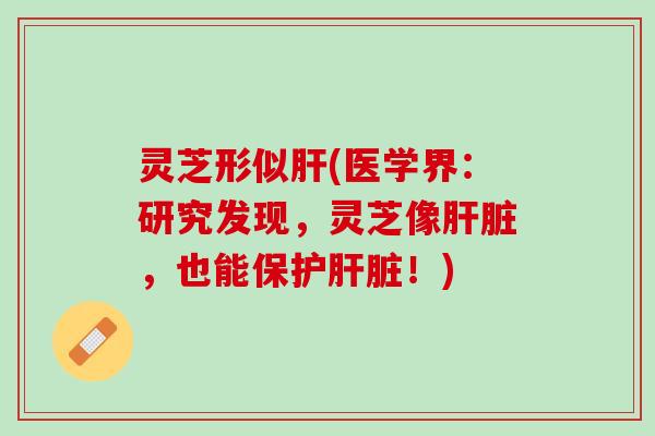 灵芝形似肝(医学界：研究发现，灵芝像肝脏，也能保护肝脏！)