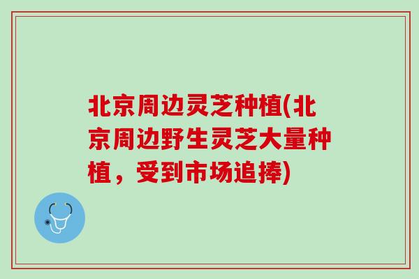 北京周边灵芝种植(北京周边野生灵芝大量种植，受到市场追捧)