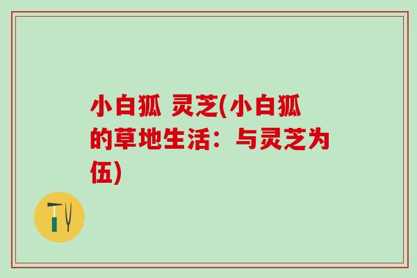 小白狐 灵芝(小白狐的草地生活：与灵芝为伍)