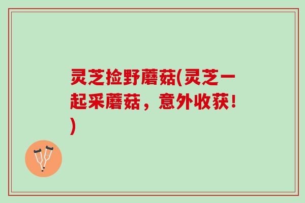灵芝捡野蘑菇(灵芝一起采蘑菇,意外收获!) 灵芝捡野蘑菇(灵芝一起采蘑菇,意外收获!)