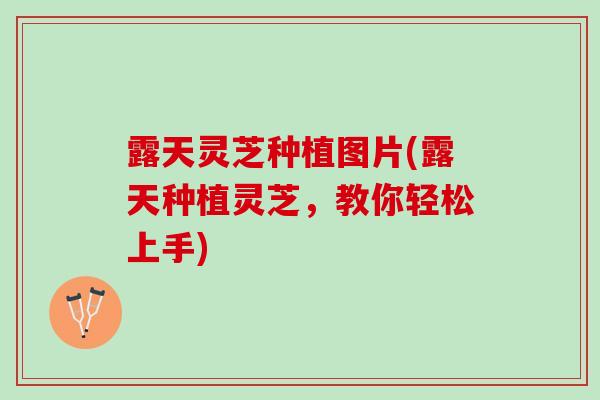 露天灵芝种植图片(露天种植灵芝，教你轻松上手)