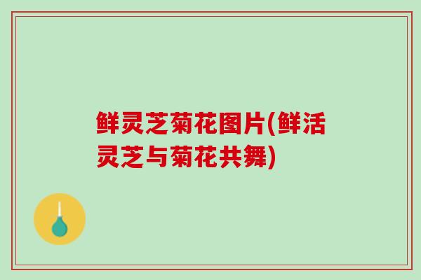鲜灵芝菊花图片(鲜活灵芝与菊花共舞)