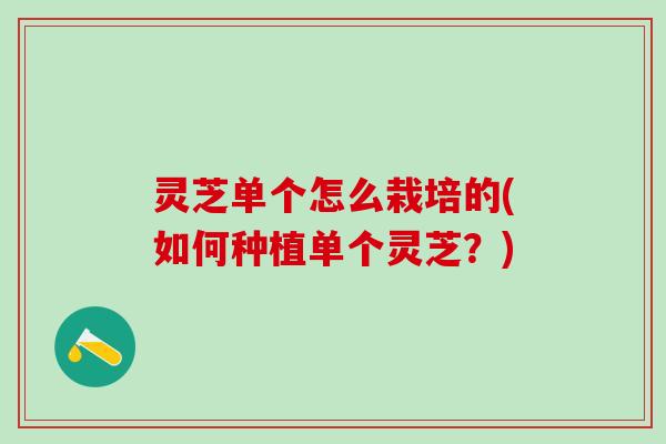 灵芝单个怎么栽培的(如何种植单个灵芝？)