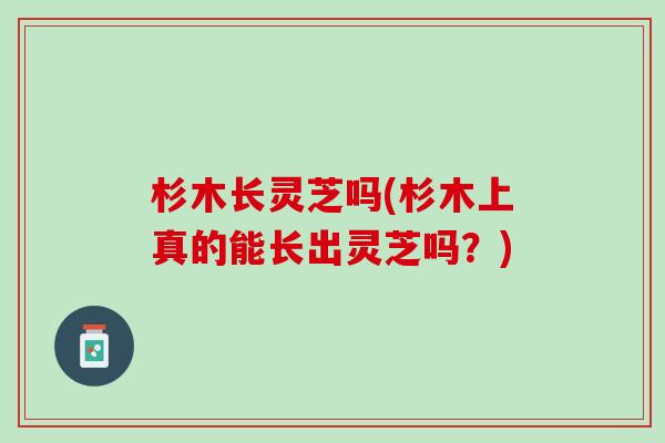 杉木长灵芝吗(杉木上真的能长出灵芝吗?) 杉木长灵芝吗(杉木上真的能长出灵芝吗?)