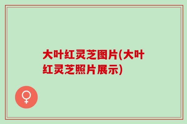 大叶红灵芝图片(大叶红灵芝照片展示) 大叶红灵芝图片(大叶红灵芝照片展示)
