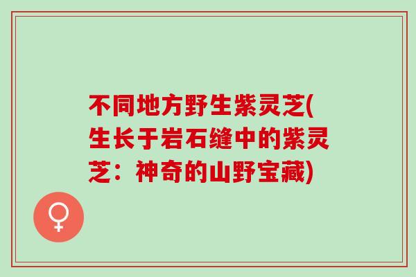 不同地方野生紫灵芝(生长于岩石缝中的紫灵芝：神奇的山野宝藏)