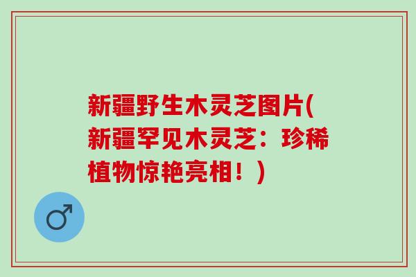 新疆野生木灵芝图片(新疆罕见木灵芝：珍稀植物惊艳亮相！)
