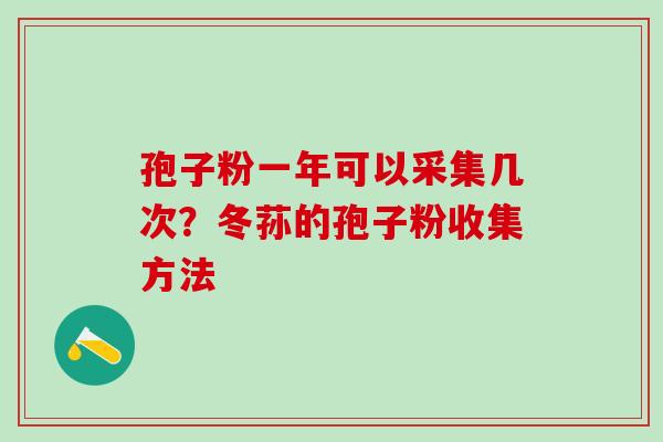 孢子粉一年可以采集几次？冬荪的孢子粉收集方法