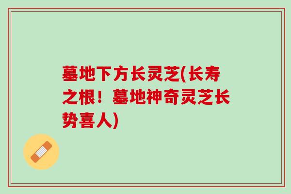 墓地下方长灵芝(长寿之根！墓地神奇灵芝长势喜人)