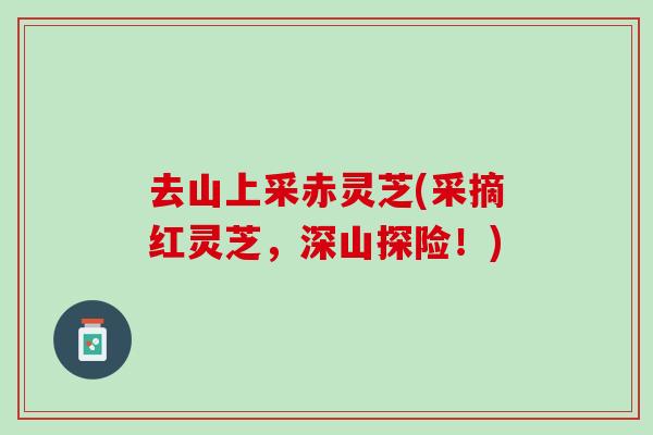 去山上采赤灵芝(采摘红灵芝，深山探险！)