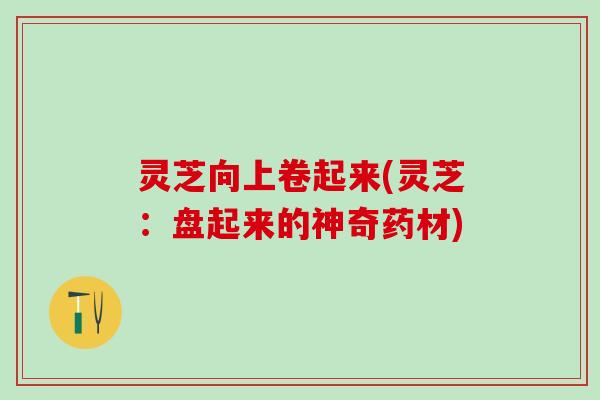 灵芝向上卷起来(灵芝:盘起来的神奇药材) 灵芝向上卷起来(灵芝:盘起来的神奇药材)