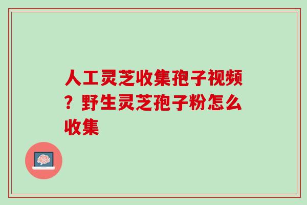人工灵芝收集孢子视频？野生灵芝孢子粉怎么收集