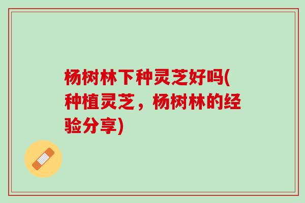 杨树林下种灵芝好吗(种植灵芝，杨树林的经验分享)