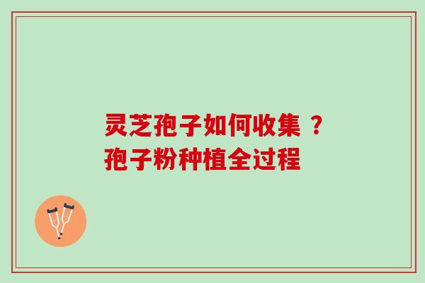 灵芝孢子如何收集 ？孢子粉种植全过程