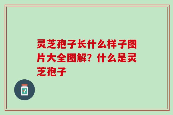 灵芝孢子长什么样子图片大全图解?什么是灵芝孢子 灵芝孢子长什么样子图片大全图解?什么是灵芝孢子