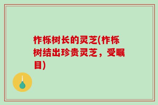 柞栎树长的灵芝(柞栎树结出珍贵灵芝，受瞩目)