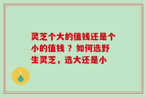 灵芝个大的值钱还是个小的值钱 ？如何选野生灵芝，选大还是小