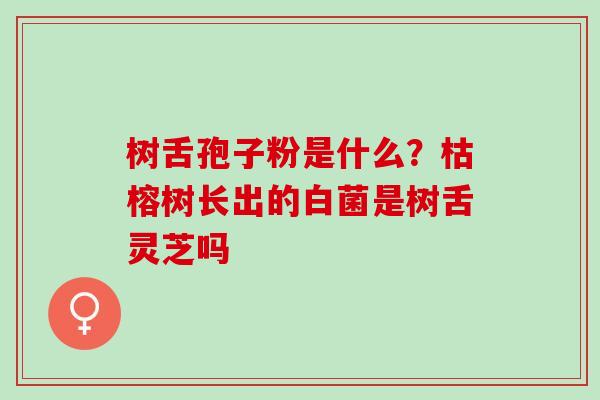 树舌孢子粉是什么？枯榕树长出的白菌是树舌灵芝吗