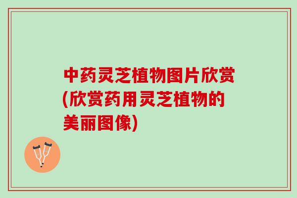中药灵芝植物图片欣赏(欣赏药用灵芝植物的美丽图像)