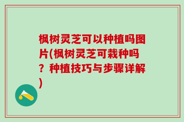 枫树灵芝可以种植吗图片(枫树灵芝可栽种吗？种植技巧与步骤详解)