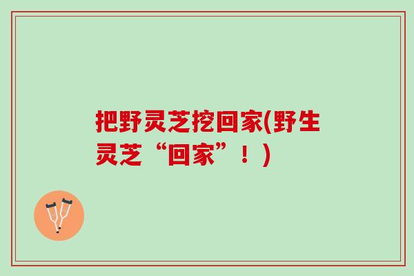 把野灵芝挖回家(野生灵芝“回家”！)