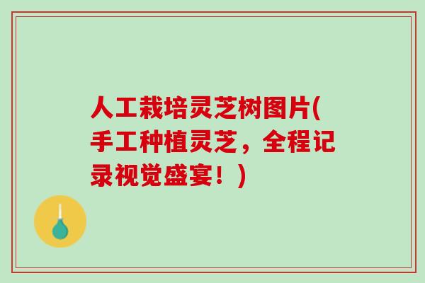 人工栽培灵芝树图片(手工种植灵芝，全程记录视觉盛宴！)
