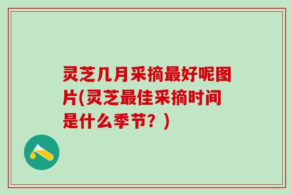 灵芝几月采摘最好呢图片(灵芝最佳采摘时间是什么季节？)