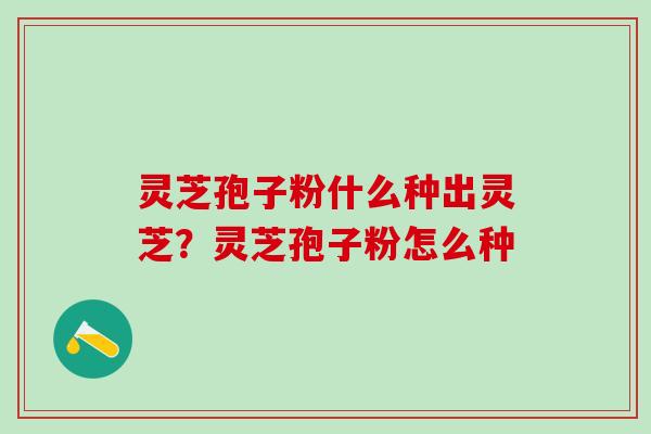 灵芝孢子粉什么种出灵芝？灵芝孢子粉怎么种