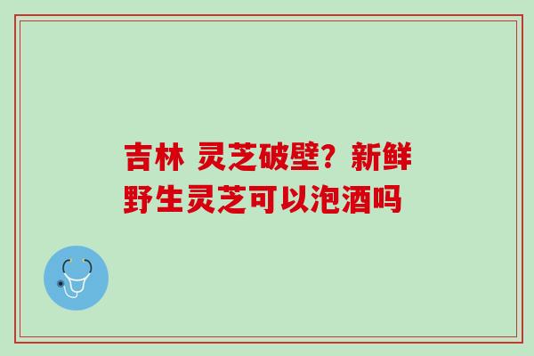 吉林 灵芝破壁？新鲜野生灵芝可以泡酒吗