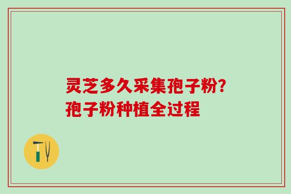 灵芝多久采集孢子粉?孢子粉种植全过程 灵芝多久采集孢子粉?孢子粉种植全过程