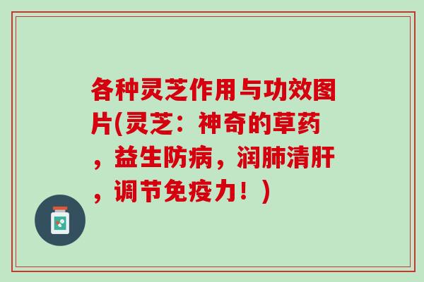 各种灵芝作用与功效图片(灵芝:神奇的草药,益生防,润清,调节免疫力!) 各种灵芝作用与功效图片(灵芝:神奇的草药,益生防,润清,调节免疫力!)