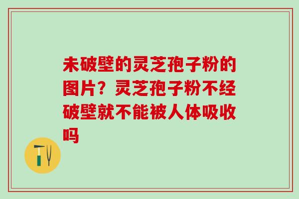 未破壁的灵芝孢子粉的图片？灵芝孢子粉不经破壁就不能被人体吸收吗