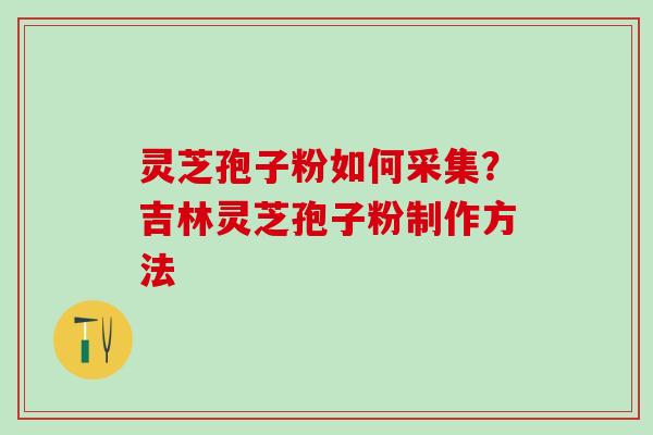 灵芝孢子粉如何采集？吉林灵芝孢子粉制作方法