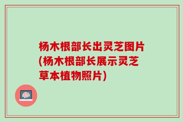 杨木根部长出灵芝图片(杨木根部长展示灵芝草本植物照片)