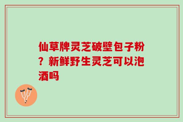 仙草牌灵芝破壁包子粉？新鲜野生灵芝可以泡酒吗