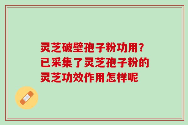 灵芝破壁孢子粉功用？已采集了灵芝孢子粉的灵芝功效作用怎样呢