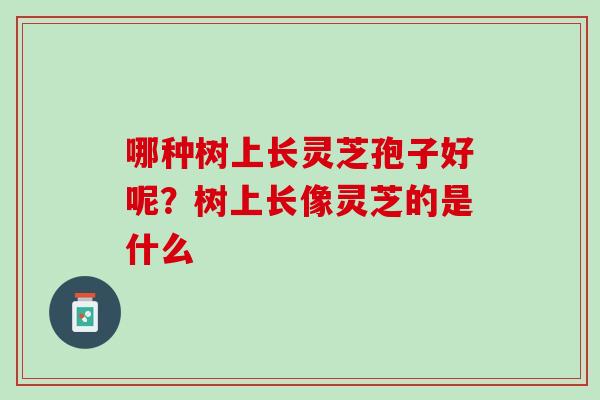 哪种树上长灵芝孢子好呢?树上长像灵芝的是什么 哪种树上长灵芝孢子好呢?树上长像灵芝的是什么