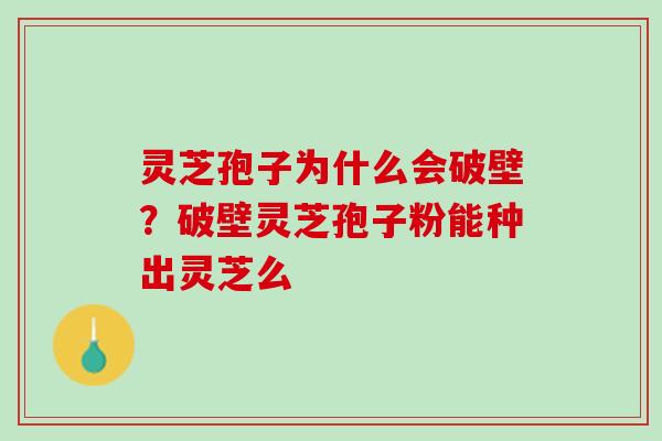 灵芝孢子为什么会破壁？破壁灵芝孢子粉能种出灵芝么